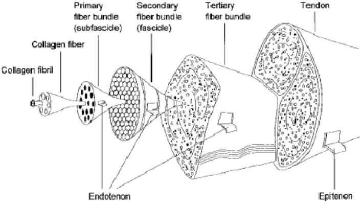 Figure 2.1 - Ilustration of the organization of tendon structure from collagen fibrils