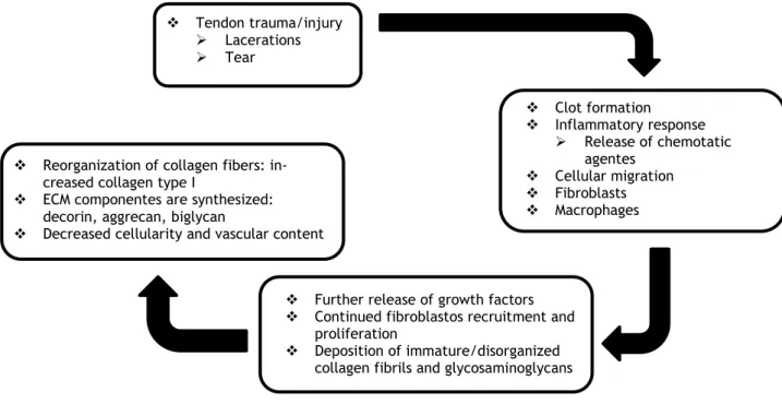 Figure 2.5 - Stages of tendon healing after midsubstance injury (adapted from [33]) 