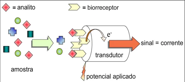 FIGURA  4  –  Representação  esquemática  do  funcionamento  de  um  biossensor  amperométrico