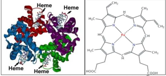 FIGURA  6  –  Molécula  de  Hemoglobina  e  estrutura  química  do  grupo  heme  da  Hemoglobina