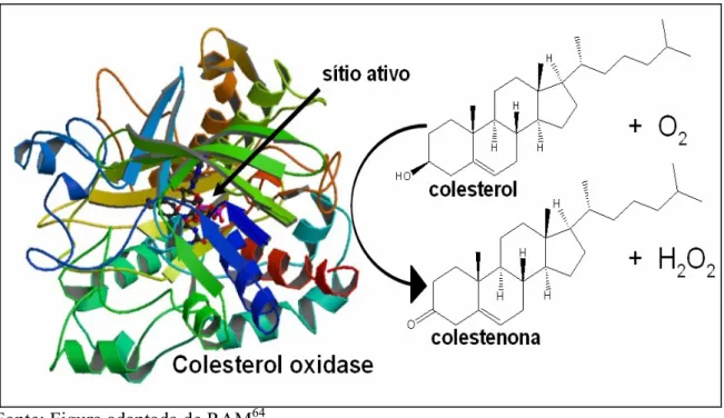FIGURA 8 – Reação de catálise da enzima colesterol oxidase com oxidação do colesterol  na presença de oxigênio produzindo colestenona e H 2 O 2 