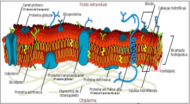 FIGURA 9 – Representação esquemática da membrana celular. 