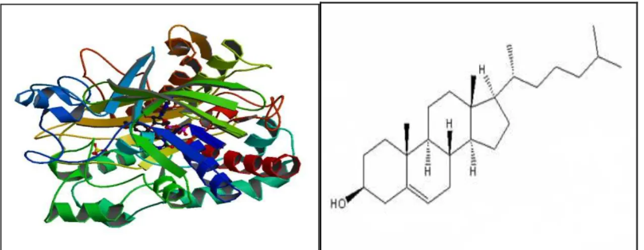 FIGURA  13  –  Estrutura  terciária  da  enzima  colesterol  oxidase  e  estruturas  químicas  do  analito colesterol