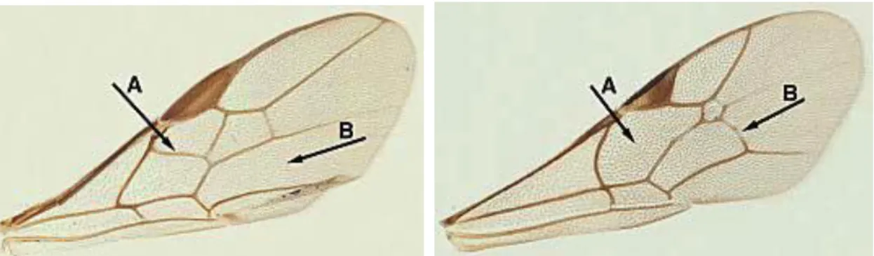 Figura 1: Asa anterior de Braconidae  Figura 2: Asa anterior de Ichneumonidae  A: Rs+M                                                        B: r-m 