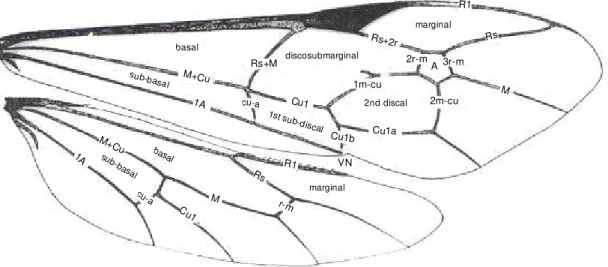Figura  6.  Terminologia  das  estruturas  da  asa  anterior  e  posterior  de  Ichneumonidae  modificado de GAULD (1991)