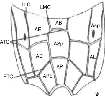 Figura 8. Terminologia das estruturas de Ichneumonidae modificado de GAULD (1991): 10,  propódeo vista dorsal