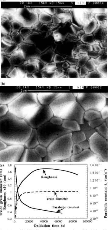 Fig. 4. (a and b) SEM images of the outer surface of the NiO oxide formed at 800°C by 45 min and 24 h oxidation, respectively