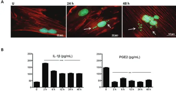 Fig. 3A demonstrates that CUGBP2 preferentially co-lo- co-lo-calises to the cell nucleus (Roberts et al