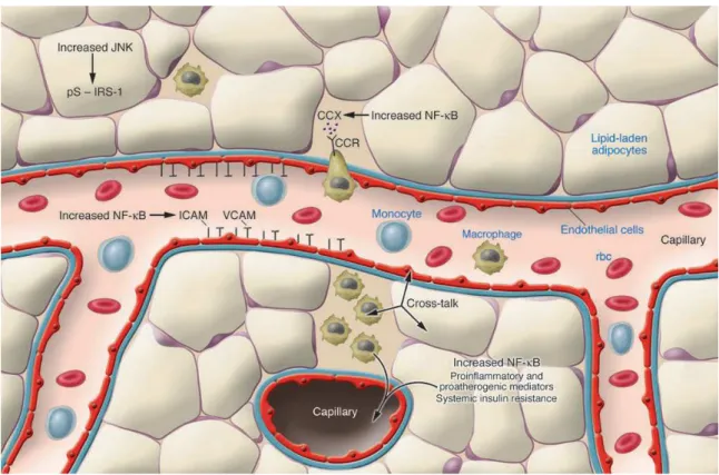 FIGURA  01  –  Mecanismos  potenciais  para  a  ativação  da  inflamação  no  tecido  adiposo