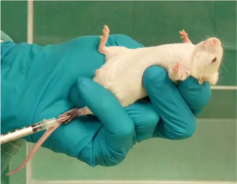 Figure 8: Subcutaneous injection of formalin solution in the  dorsal part of the left hindpaw of the mouse