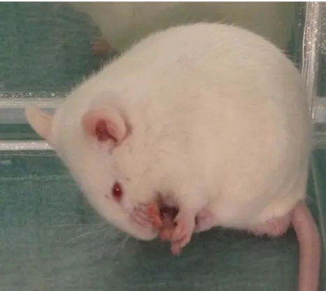 Figure 9: Mouse licking formalin injected paw after  subcutaneous injection of formalin solution in the dorsal part of  the left hindpaw