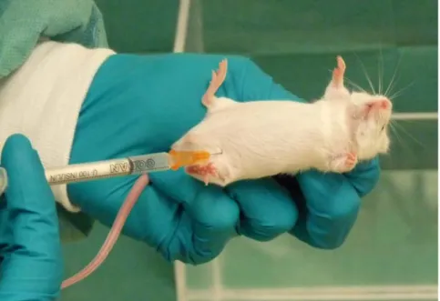 Figure 10: Intraperitoneal injection of acetic acid solution. 