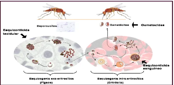 Figura I.3 – Fases do ciclo de vida do parasita onde actuam os antimaláricos (Adaptado de Frédérich et  al; 2002)