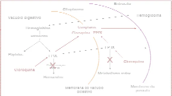 Figura I.7 – Esquema representativo do modo de acção da cloroquina (adaptado de  www.tulane.edu/.../ 