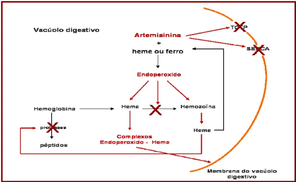 Figura I.9 – Esquema resumido do modo de acção como antimalárico da artemisinina e seus derivados  (adaptado de Pandey et al., 1999; Eckstein-Ludwig et al., 2003) 