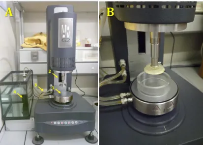Fig. I.2.8 – Stress-controlled rheometer (ARG2, TA Instruments, USA) with: A) an attached cone-and-plate geometry (identified  by 2)