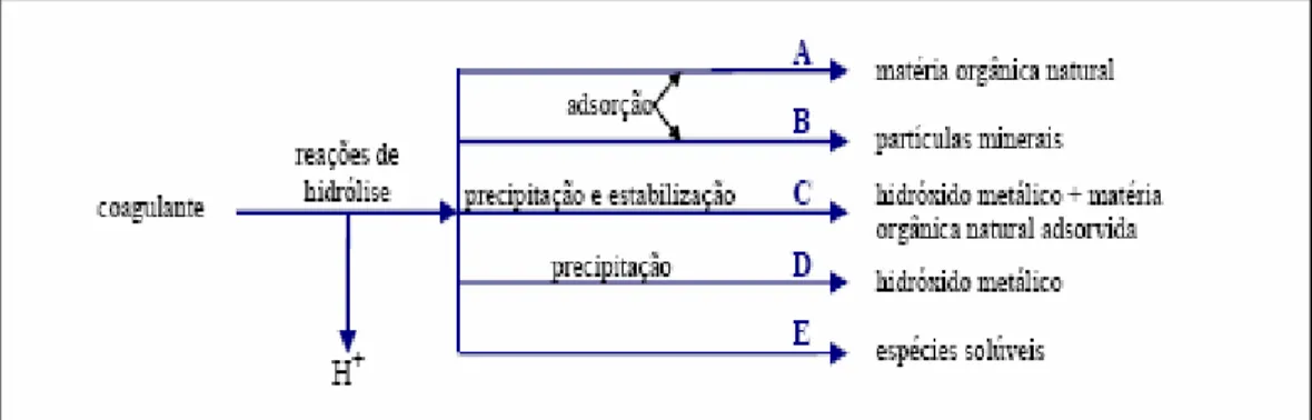 Figura 1: Vias de Reação dos Produtos da Hidrólise dos Coagulantes de Sais Metálicos  Fonte: Januário (2004) 