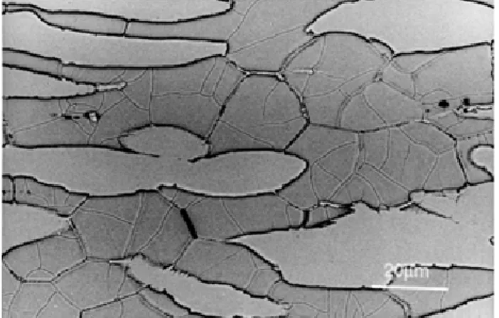 Figure 7. Microstructure of steel B tested on cooling to 1200 °C after