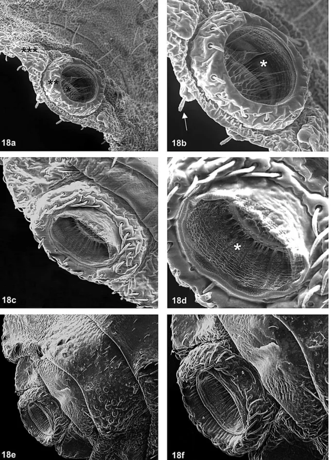 Fig. 18: Triatoma wiliami Galvão, Souza &amp; Lima, 1965. Vista ventral dos últimos segmentos abdominais por microscopia eletrônica de varredura