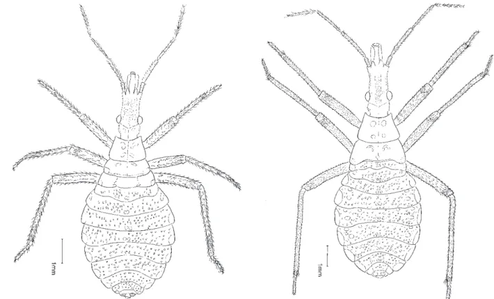Fig. 4: Triatoma vandae Carcavallo, Jurberg, Rocha, Galvão, Noireau  &amp; Lent, 2002