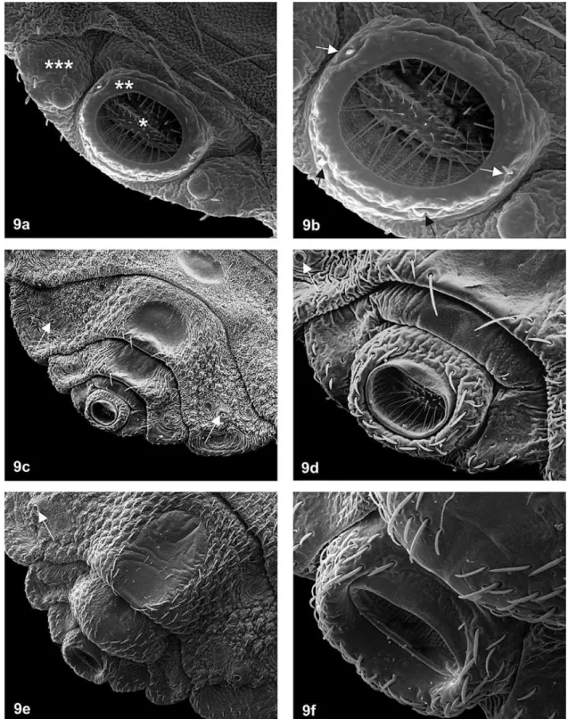 Fig. 9: Triatoma vandae Carcavallo, Jurberg, Rocha, Galvão, Noireau &amp; Lent, 2002. Últimos segmentos abdominais