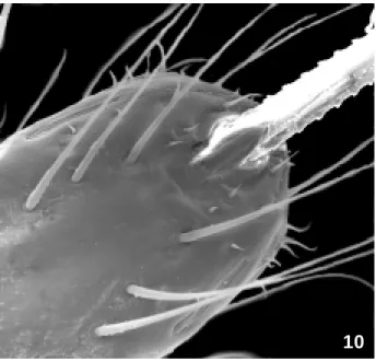 Fig. 9: Triatoma jurbergi Carcavallo, Galvão &amp; Lent, 1998 - Ninfa de 5 o  estádio, vista dorsal