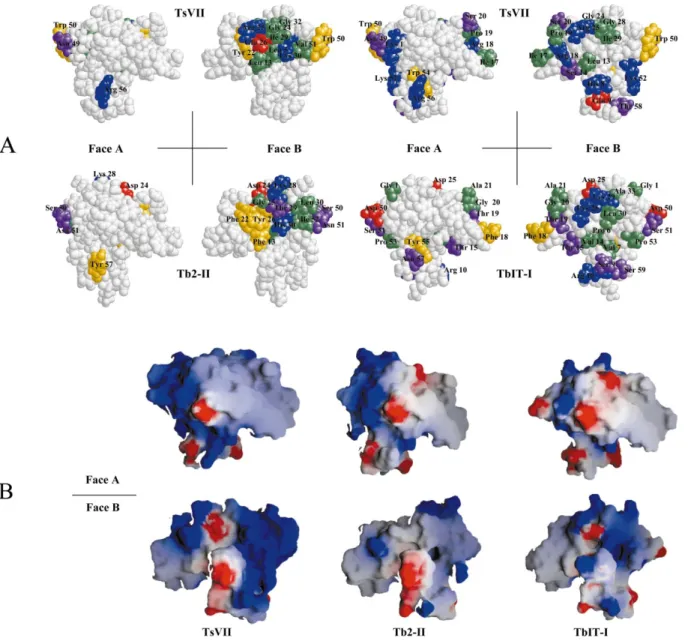 Fig. 5. Comparison of structure and electrostatic surface protperties between TsVII and the TbIT-I and Tb2-II models