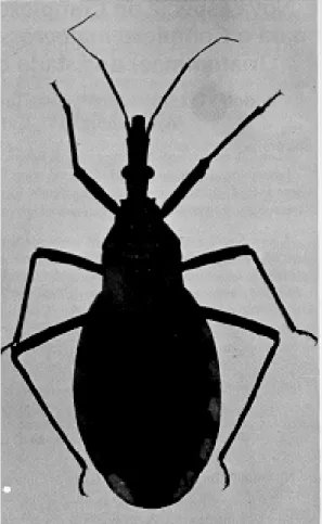 Fig.  1: Triatoma klugi sp.n., macho