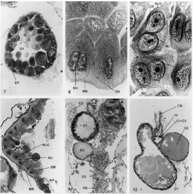 Fig. 7: corte histológico transversal pela glândula D1 em Panstrongilus megistus. Coloração: H.E.H.; EP: epitélio