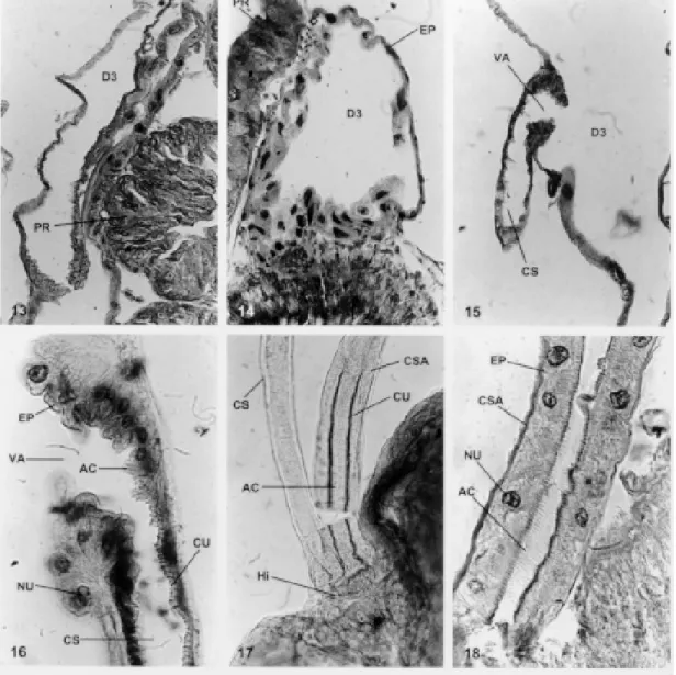 Fig. 13: corte longitudinal pela glândula D3 em Panstrongilus megistus. Coloração: H.E.H; D3: glândula salivar; PR: promesêntero