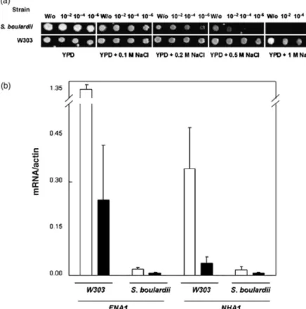 Fig. 4. Salt tolerance and transcript levels of ENA1 and NHA1. (a) Exponentially grown cells were diluted and spotted onto YPD media  sup-plemented with different NaCl concentrations.