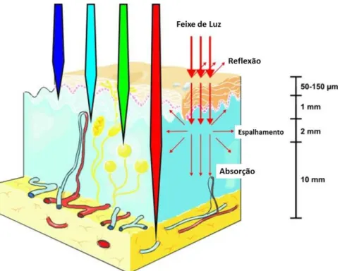 Figura 11 – Representação da profundidade de penetração da radiação eletromagnética na região do visível na  pele humana