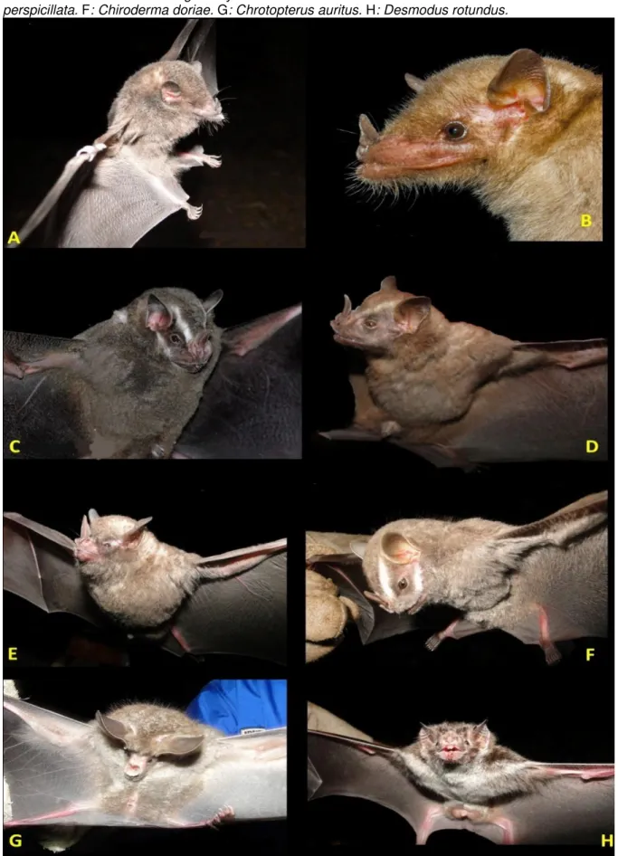 Figura  6.  Imagens  dos  morcegos  capturados  na  Gruta  do  Riacho  Subterrâneo,  Itu,  São  Paulo