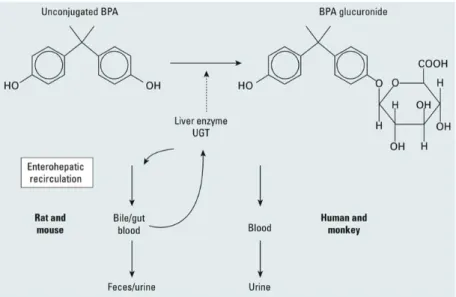 Figure 8 – Schematic diagram depicting the glucuronidation of BPA in the liver and the route of elimination of  unconjugated BPA from serum in rodents and primates after initial absorption from the gut and transport to the liver