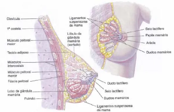 Figura 1 – Anatomia da glândula mamária 