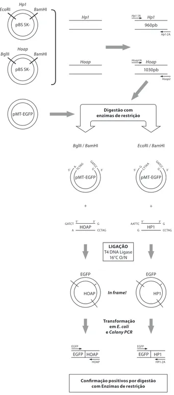Figura 1 - estratégia experimental utilizada para clonagem dos cDnAs codificantes das proteínas Hp1 e HoAp no  vector pmt-egFp