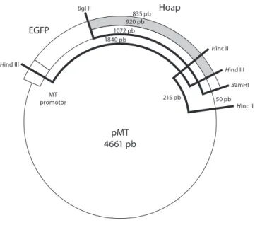 Figura 5 - mapa de restrição do plasmídeo recombinante pmt-egFp+Hoap.