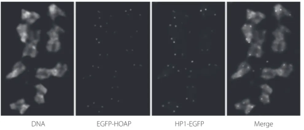 Figura  6  -  imagens  da  marcação  dos  telómeros  com  egFp  (verde)  e  imunolocalização  do  HoAp  nos  telómeros  (vermelho)