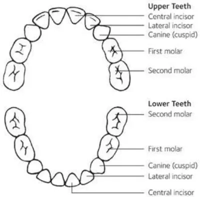 Figure 1: Dental chart in deciduous teeth, adapt (Borutta, 2010). 