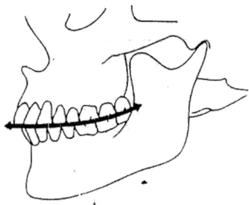 Figure 4: The curve of Spee, adapt (Aknin, 2007). 