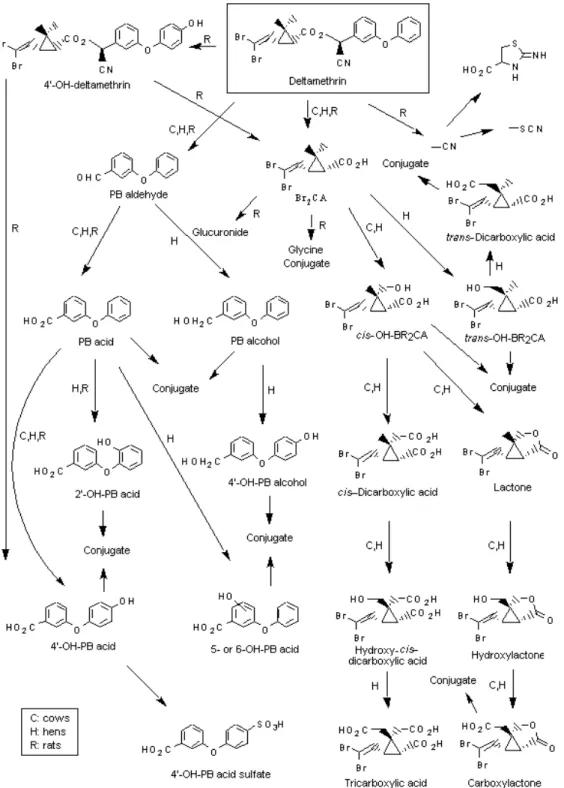 Figura 2. Fonte: MCGREGOR, D. B. Pesticide residues in food 2000: Deltamethrin. 