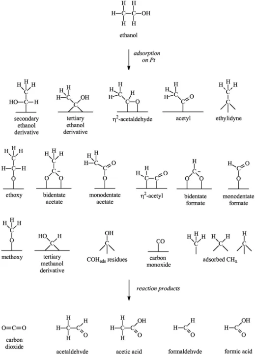 Fig. 10. Proposed intermediates of ethanol oxidation on platinum electrode in acidic medium