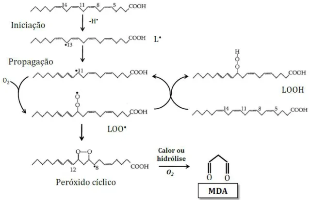 FIGURA 2 – Principais reações ocorridas durante o processo de peroxidação lipídica 