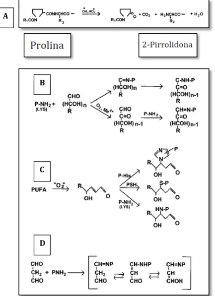 FIGURA 3  –  Formação de proteínas carboniladas por  oxidação direta do resíduo de prolina (A)  ou  por glicação e glicoxidação (B); a  partir  da  reação do 4-hidroxi-2-nonenal com resíduo de  lisina (C); reação de grupos amino com o MDA  (D) 