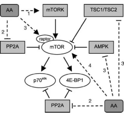 FIGURA 5  –  Hipóteses para a ativação da mTOR por  aminoácidos (AA) 