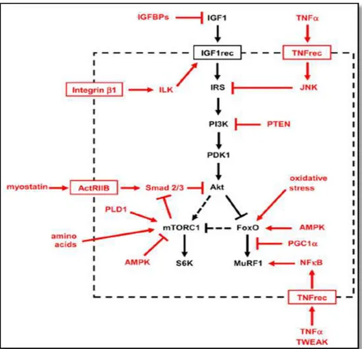FIGURA 6 – Múltiplos fatores e vias que afetam a sinalização IGF-1- IGF-1-Akt/PKB, destacados em vermelho 