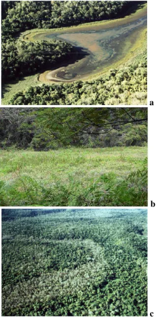 Figura 1.3: Ambientes do complexo lacustre do médio rio Doce encontrados em diferentes estágios  de assoreamento: estágio de colonização por macrófitas (a); por gramíneas (b) e por mata densa (c)