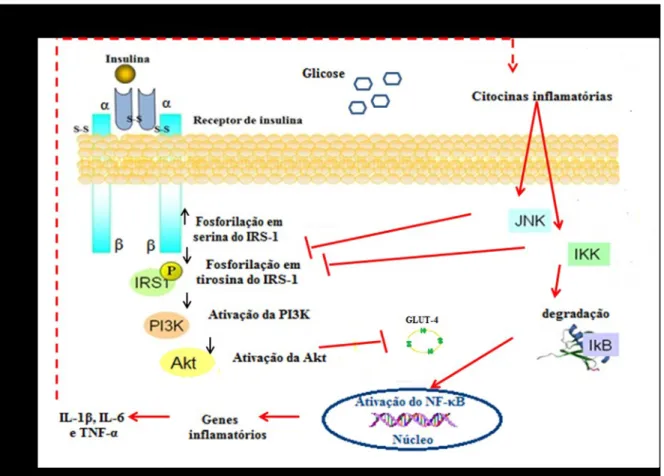 Figura  1.  Inflamação  e  resistência  à  insulina.  Via  de  sinalização  da  insulina  e  via  de  sinalização de citocinas pró-inflamatórias IL- 1β, IL -6 e TNF- α 