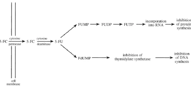 Figure 1.8-Mechanism of action 5-fluorocytosine IV