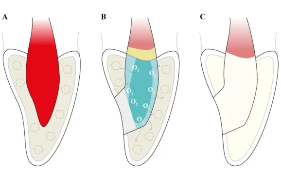 Figura 2: Mecanismo de ação do branqueamento interno. a) Dente escuro, com grandes moléculas 